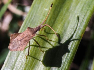  Syromastus rhombeus (Linnaeus, 1767)