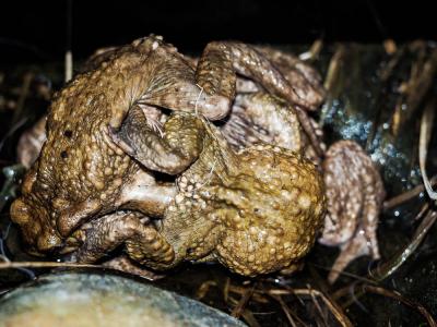 Crapaud commun (Le) Bufo bufo (Linnaeus, 1758)