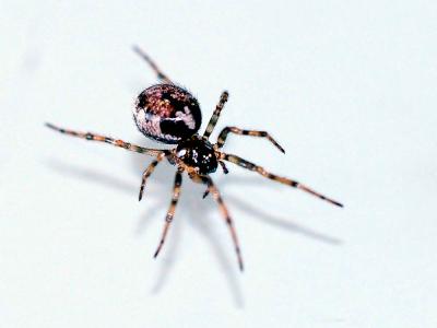  Enoplognatha Pavesi, 1880