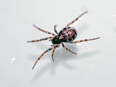  Enoplognatha Pavesi, 1880