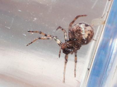  Enoplognatha Pavesi, 1880