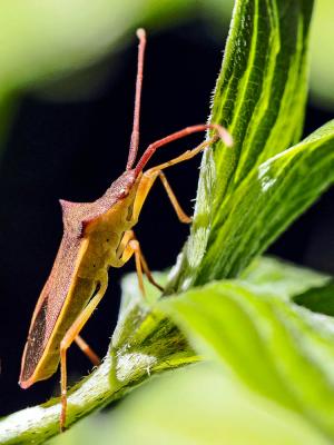  Gonocerus insidiator (Fabricius, 1787)