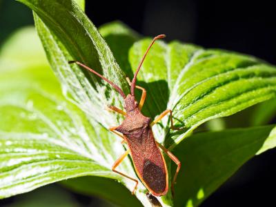 Gonocerus insidiator (Fabricius, 1787)