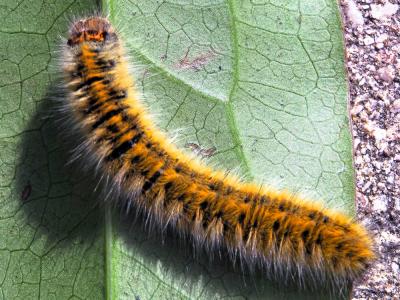  Lasiocampa trifolii cocles (Geyer, 1831)