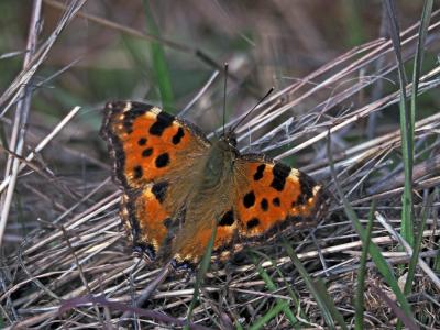 Grande Tortue (La), Vanesse de l'Orme (La), Grand- Nymphalis polychloros (Linnaeus, 1758)