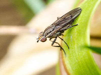  Pherbellia cinerella (Fallén, 1820)