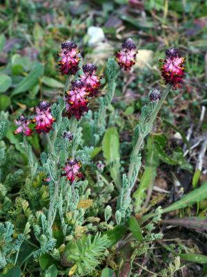 Fumeterre en épi Platycapnos spicata (L.) Bernh., 1833