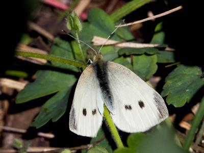 Piéride de la Rave (La), Petit Blanc du Chou (Le), Pieris rapae (Linnaeus, 1758)