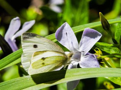 Piéride de la Rave (La), Petit Blanc du Chou (Le), Pieris rapae (Linnaeus, 1758)