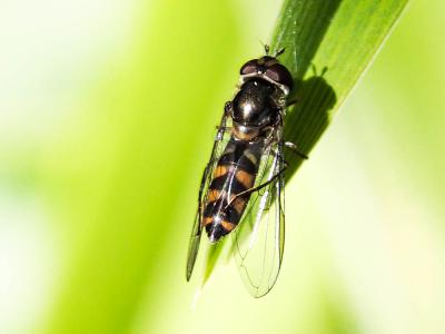  Meliscaeva auricollis (Meigen, 1822)