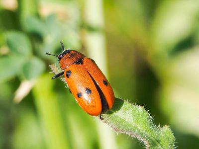 Antipe à six tâches Tituboea sexmaculata (Fabricius, 1781)