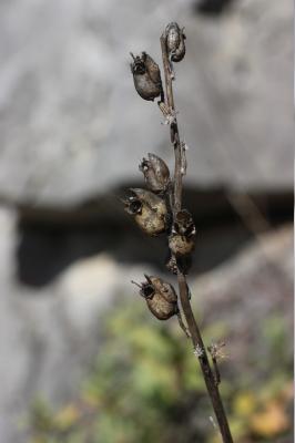 Muflier à grandes fleurs, Gueule-de-lion Antirrhinum majus L., 1753