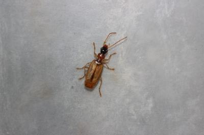  Demetrias atricapillus (Linnaeus, 1758)