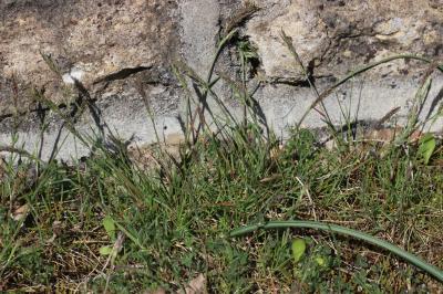 Pâturin bulbeux Poa bulbosa L., 1753