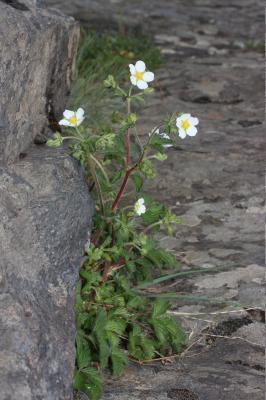 Potentille des rochers Drymocallis rupestris (L.) Soják, 1989