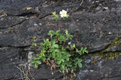 Potentille des rochers Drymocallis rupestris (L.) Soják, 1989