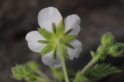 Potentille des rochers Drymocallis rupestris (L.) Soják, 1989