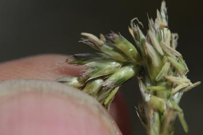 Seslérie blanchâtre, Seslérie bleue Sesleria caerulea (L.) Ard., 1763