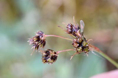 Luzule champêtre Luzula campestris (L.) DC., 1805