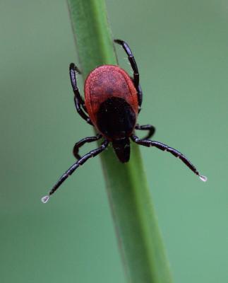 Tique du mouton Ixodes ricinus (Linnaeus, 1758)