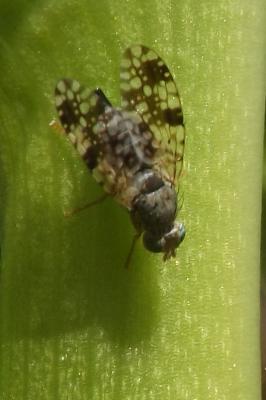  Tephritis matricariae (Loew, 1844)