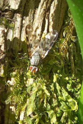  Otites guttata (Meigen, 1830)