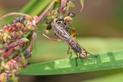  Dichetophora obliterata (Fabricius, 1805)