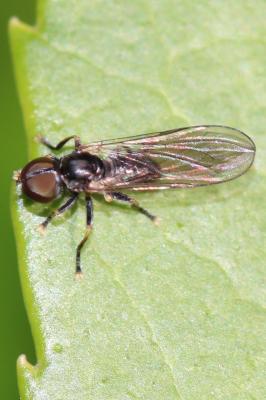  Pipunculidae Walker, 1834