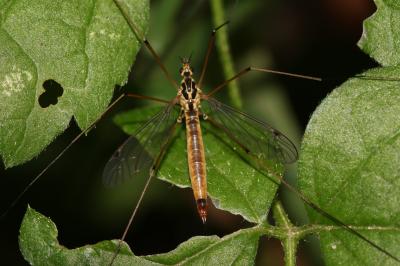  Nephrotoma cornicina (Linnaeus, 1758)