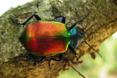 Grand calosome (Le) Calosoma sycophanta (Linnaeus, 1758)