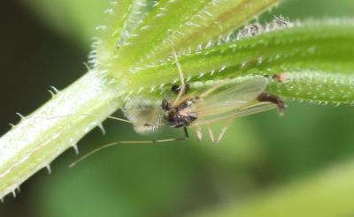  Microtendipes pedellus (De Geer, 1776)