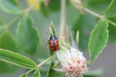  Cryptocephalus cordiger (Linnaeus, 1758)