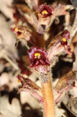 Orobanche grêle, Orobanche à odeur de Girofle Orobanche gracilis Sm., 1798