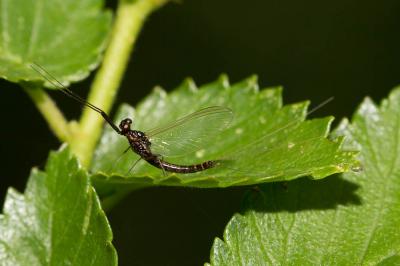  Habroleptoides Schoenemund, 1929