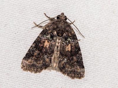 Bryophile andalouse Bryophila vandalusiae (Duponchel, 1842)