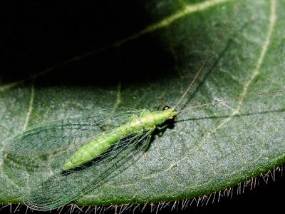  Pseudomallada prasinus (Burmeister, 1839)