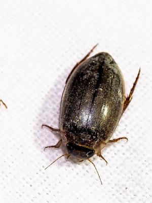 Ditique picoté Rhantus suturalis (W.S. MacLeay, 1825)