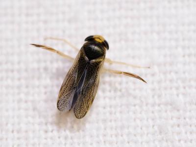  Corixa Geoffroy, 1762