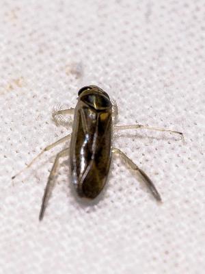  Corixa Geoffroy, 1762