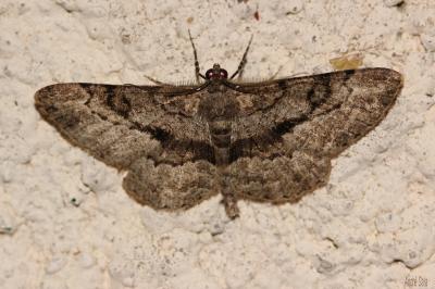 Boarmie rhomboïdale (La), Boarmie commune (La) Peribatodes rhomboidaria (Denis & Schiffermüller, 1775)