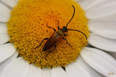 Pseudovadonie livide Pseudovadonia livida (Fabricius, 1777)