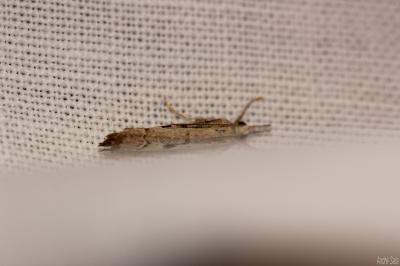  Agriphila geniculea (Haworth, 1811)