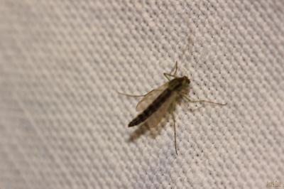 Chironomidés, Ver de vase (larve) Chironomidae Newman, 1834