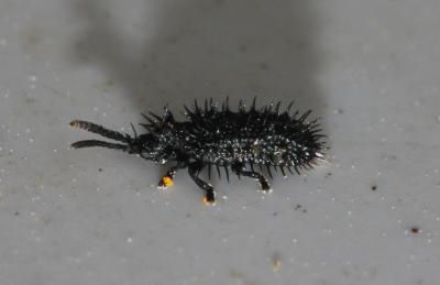  Hispa atra Linnaeus, 1767