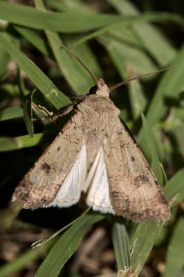 Noctuelle farouche (La) Agrotis trux (Hübner, 1824)