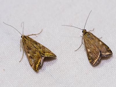  Loxostege sticticalis (Linnaeus, 1760)