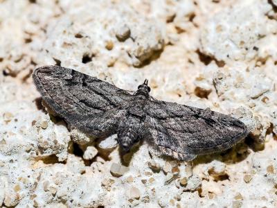 Eupithécie du Cyprès (L') Eupithecia phoeniceata (Rambur, 1834)