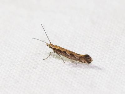  Plutella xylostella (Linnaeus, 1758)