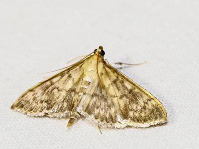  Pleuroptya ruralis (Scopoli, 1763)