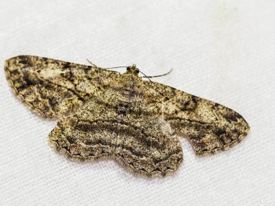 Boarmie rhomboïdale (La), Boarmie commune (La) Peribatodes rhomboidaria (Denis & Schiffermüller, 1775)